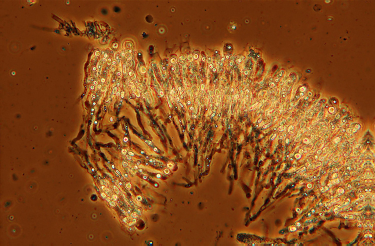 Crostina su Larice da det.-foto 2717(Vesiculomyces citrinus)